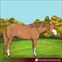 Horse Color:Chestnut 
