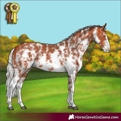 Horse Color:Silver Bay Sabino Rabicano 