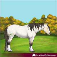 Horse Color:Buckskin Roan Dun Splash 