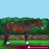 Horse Color:Bay 