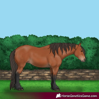 Horse Color:Bay 