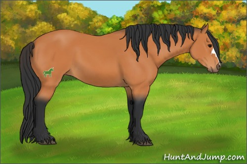 Horse Color:Bay 