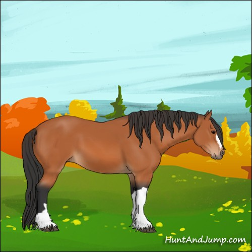Horse Color:Bay 