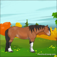 Horse Color:Bay 