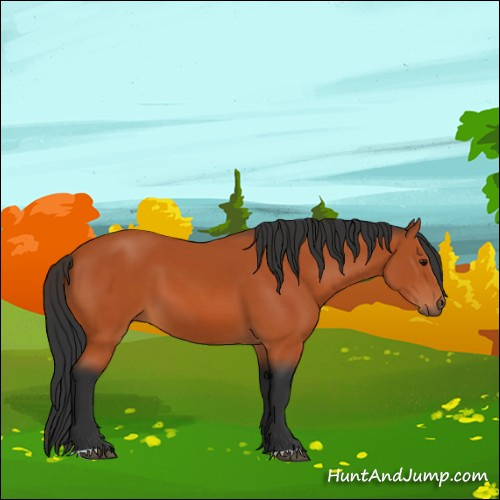 Horse Color:Bay 