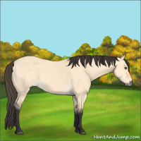 Horse Color:Buckskin Dun