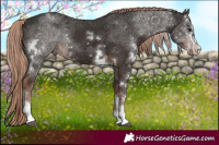 Horse Color:Liver Chestnut Sabino