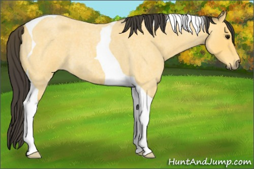 Horse Color:Buckskin Roan Tobiano 