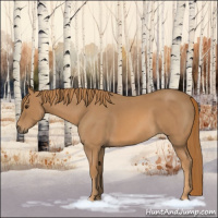 Horse Color:Red Roan 