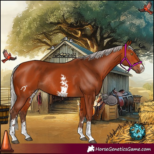 Horse Color:Silver Bay Sabino Rabicano 