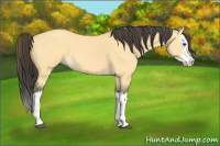 Horse Color:Buckskin Roan Dun Splash 