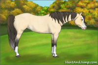 Horse Color:Buckskin Roan Dun Splash 