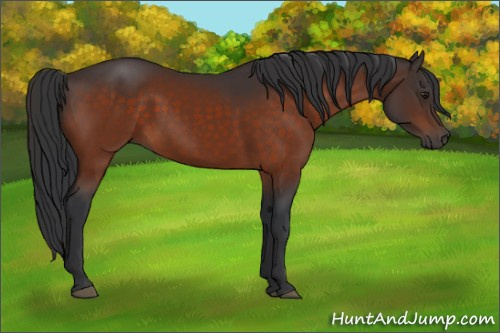 Horse Color:Brown 
