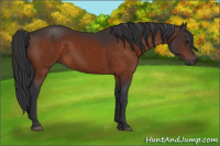 Horse Color:Brown 