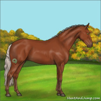 Horse Color:Silver Bay Sabino Rabicano 