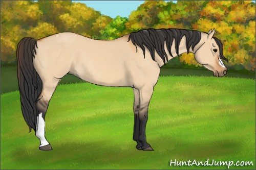 Horse Color:Bay Dun 