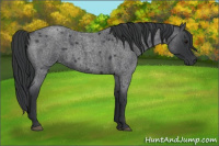 Horse Color:Blue Roan 