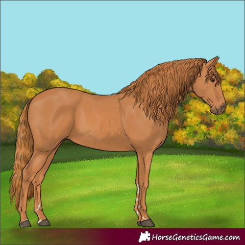 Horse Color:Chestnut 