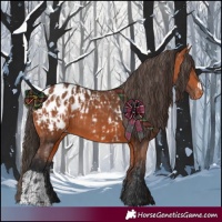 Horse Color:Bay Appaloosa  and Bay Appaloosa 