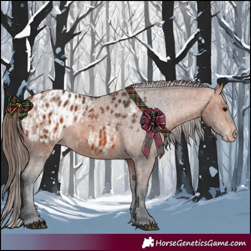 Horse Color:Bay Appaloosa  and Bay Appaloosa 