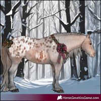 Horse Color:Bay Appaloosa  and Bay Appaloosa 