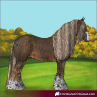 Horse Color:Black  and Chocolate Palomino 
