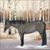 Horse Color:Grullo Rabicano 