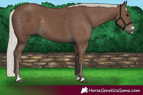 Horse Color:Silver Black Rabicano 