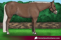 Horse Color:Silver Black Rabicano 