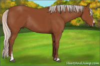 Horse Color:Silver Bay Sabino Rabicano 