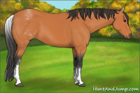 Horse Color:White Spotted Bay