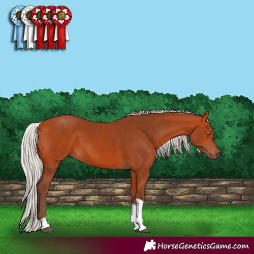 Horse Color:Silver Bay Sabino Tobiano Rabicano