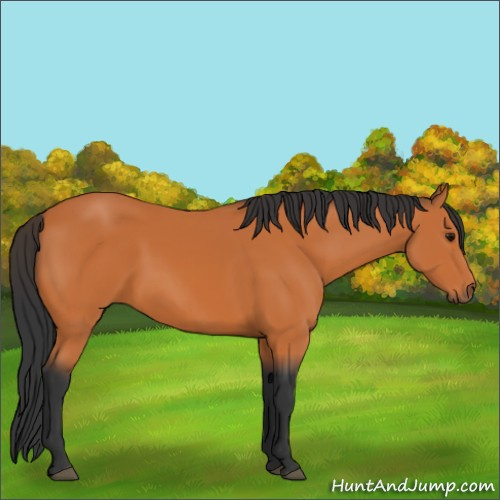Horse Color:Bay 