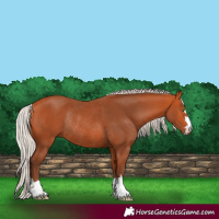 Horse Color:Silver Bay Rabicano 
