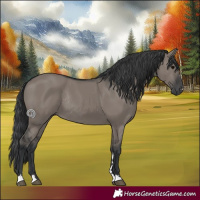 Horse Color:Grullo Rabicano