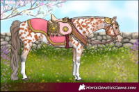 Horse Color:Bay Tobiano Appaloosa