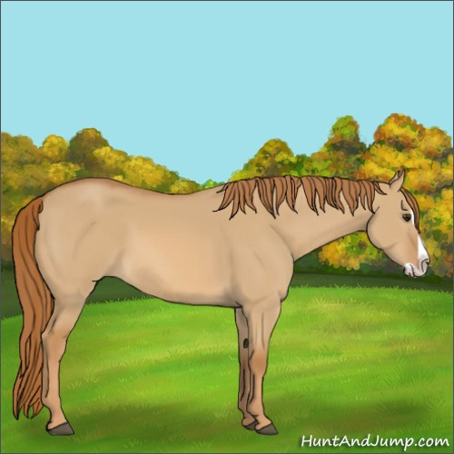 Horse Color:Red Dun Splash 