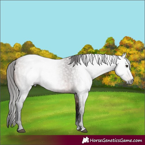 Horse Color:Gray Bay Roan
