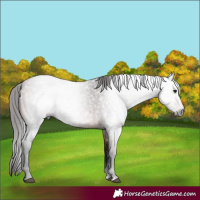 Horse Color:Gray Bay Roan 