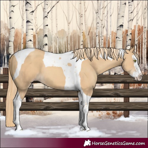 Horse Color:Gold Champagne Splash Tobiano