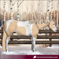 Horse Color:Gold Champagne Splash Tobiano 