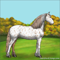 Horse Color:Chestnut Appaloosa 