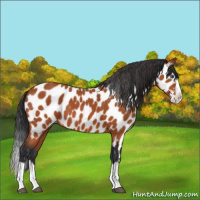 Horse Color:Bay Splash Appaloosa 