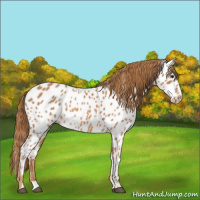 Horse Color:Red Roan Appaloosa 