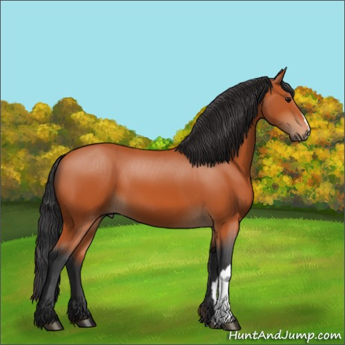 Horse Color:Bay 