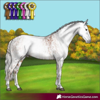 Horse Color:Gray Chestnut  and Gray White Spotted Chestnut 