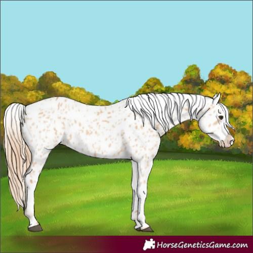Horse Color:Red Dun Near Leopard  and Red Dun Near Leopard 
