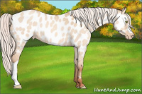 Horse Color:Silver Sable Champagne Dun Near Leopard 