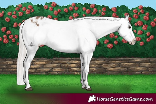 Horse Color:Silver Brown Dun Varnish 