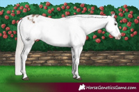 Horse Color:Silver Brown Dun Varnish 